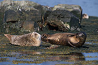 Phoque veau-marin - Harbour Seal  - 16897