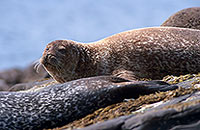 Phoque veau-marin - Harbour Seal  - 16898