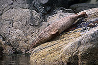 Phoque veau-marin - Harbour Seal  - 16900