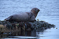 Phoque veau-marin - Harbour Seal - 16902 Phoque veau-marin - Harbour Seal - 16902