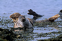 Phoque veau-marin - Harbour Seal  - 16903