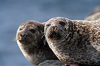 Phoque veau-marin - Harbour Seal - 16905 Phoque veau-marin - Harbour Seal - 16905