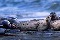 Phoque veau-marin - Harbour Seal  - 16907