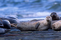 Phoque veau-marin - Harbour Seal - 16907 Phoque veau-marin - Harbour Seal - 16907