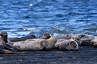 Phoque veau-marin - Harbour Seal  - 16908