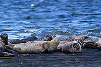 Phoque veau-marin - Harbour Seal - 16908 Phoque veau-marin - Harbour Seal - 16908