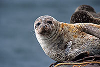 Phoque veau-marin - Harbour Seal  - 16909