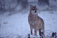 Loup d'Europe - European Wolf - 16642