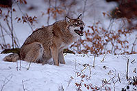 Loup d'Europe - European Wolf - 16644