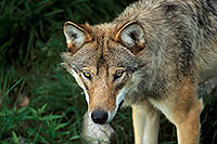 Loup d'Europe - European Wolf - 16649