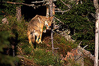 Loup d'Europe - European Wolf - 16657