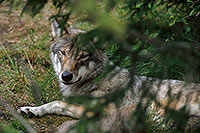 Loup d'Europe - European Wolf - 16660