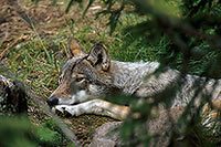 Loup d'Europe - European Wolf - 16661
