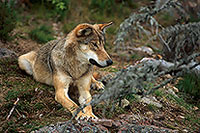 Loup d'Europe - European Wolf - 16662