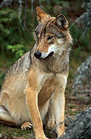 Loup d'Europe - European Wolf - 16670