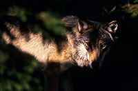 Loup d'Europe - European Wolf - 16671 Loup d'Europe - European Wolf - 16671