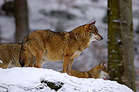 Loup d'Europe - European Wolf - 16689