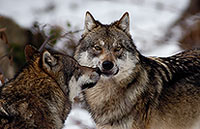 Loup d'Europe - European Wolf - 16690