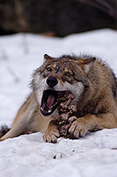 Loup d'Europe - European Wolf - 16692