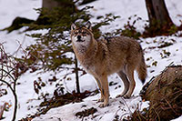 Loup d'Europe - European Wolf - 16693