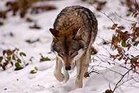 Loup d'Europe - European Wolf - 16694