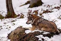 Loup d'Europe - European Wolf - 16695