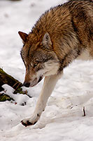 Loup d'Europe - European Wolf - 16698