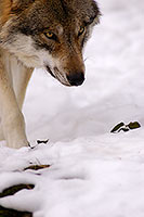 Loup d'Europe - European Wolf - 16699