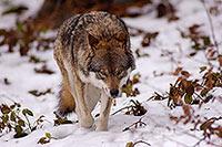 Loup d'Europe - European Wolf - 16701
