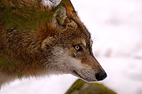 Loup d'Europe - European Wolf - 16705
