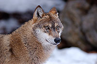 Loup d'Europe - European Wolf - 16707