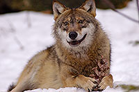 Loup d'Europe - European Wolf - 16712
