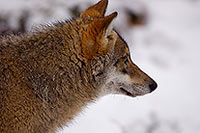 Loup d'Europe - European Wolf - 16716