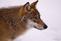 Loup d'Europe - European Wolf - 16717