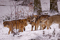 Loup d'Europe - European Wolf - 16719 Loup d'Europe - European Wolf - 16719