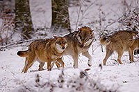 Loup d'Europe - European Wolf - 16721