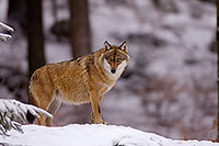 Loup d'Europe - European Wolf - 16722