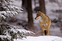 Loup d'Europe - European Wolf - 16726