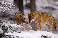 Loup d'Europe - European Wolf - 16729