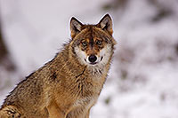 Loup d'Europe - European Wolf - 16731