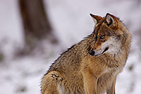 Loup d'Europe - European Wolf - 16732