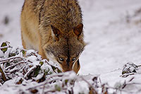 Loup d'Europe - European Wolf - 16733