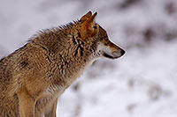 Loup d'Europe - European Wolf - 16734