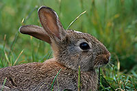 Lapin de garenne - Rabbit - 16574