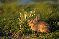 Lapin de garenne - Rabbit - 16594 Lapin de garenne - Rabbit - 16594