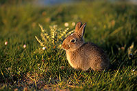 Lapin de garenne - Rabbit - 16596