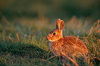 Lapin de garenne - Rabbit - 16598