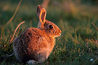 Lapin de garenne - Rabbit - 16600