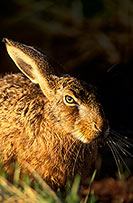 Lièvre - Brown Hare - 16603
