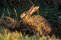 Lièvre - Brown Hare - 16608